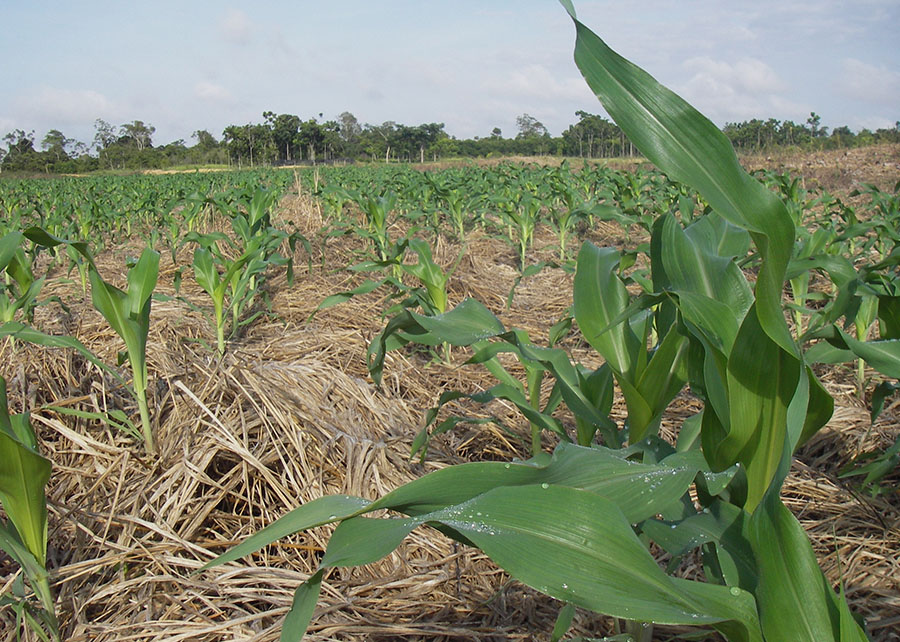 Embrapa traz recomendações para enfrentar o El Niño no Centro-Oeste Embrapa traz recomendações para enfrentar o El Niño no Centro-Oeste